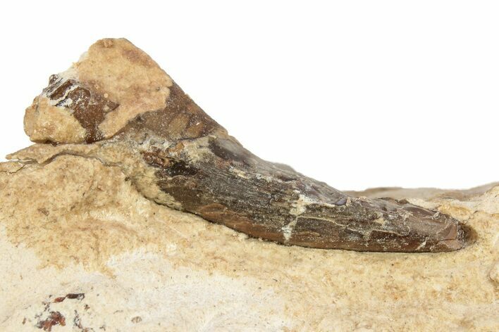 Fossil Plesiosaur (Libonectes?) Tooth - Asfla, Morocco #270979